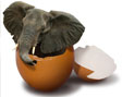 Daniel K�blb�ck bald ohne Segelohren? Sch�nheitsoperation steht bevor.