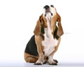 Auf den Hund gekommen... Sch�nheitschirurgie f�r Hunde