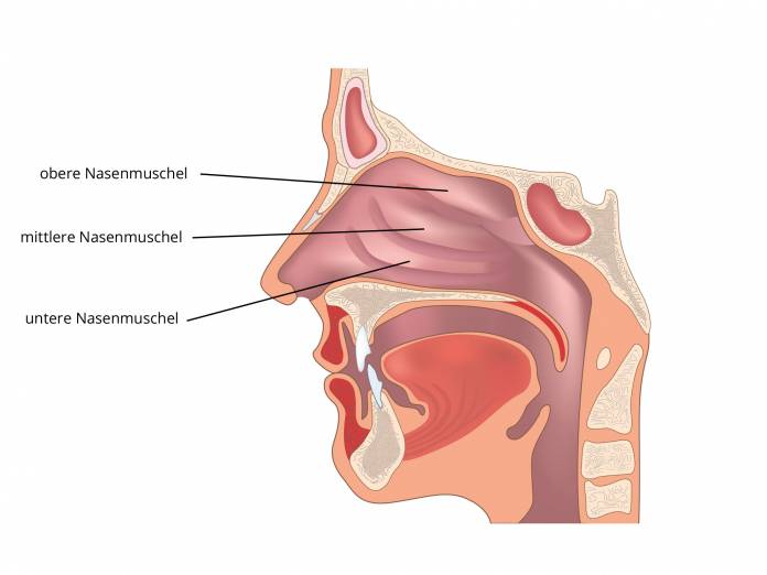 Nasenmuscheln